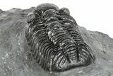 Phacopid (Adrisiops) Trilobite - Jbel Oudriss, Morocco #245287-4